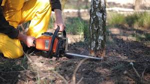 Best Tree Removal  in Twentynine Palms, CA