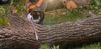 Best Hazardous Tree Removal  in Twentynine Palms, CA