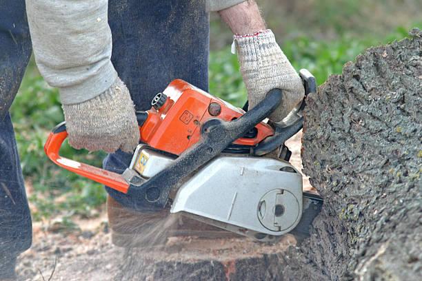 Best Leaf Removal  in Twentynine Palms, CA